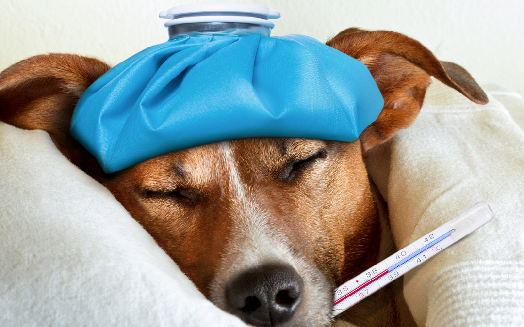 A sick dog wrapped in a blanket with a blue ice pack on its head and a thermometer in its mouth, lying down with eyes closed.