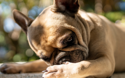 Is Your Pet’s Itching Actually a Food Allergy?