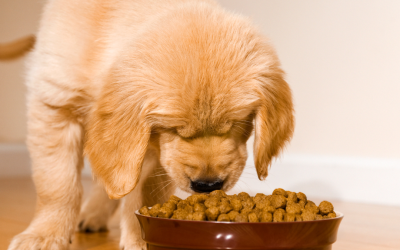 The First 5 Ingredients on a Pet Food Label, And What They Really Mean