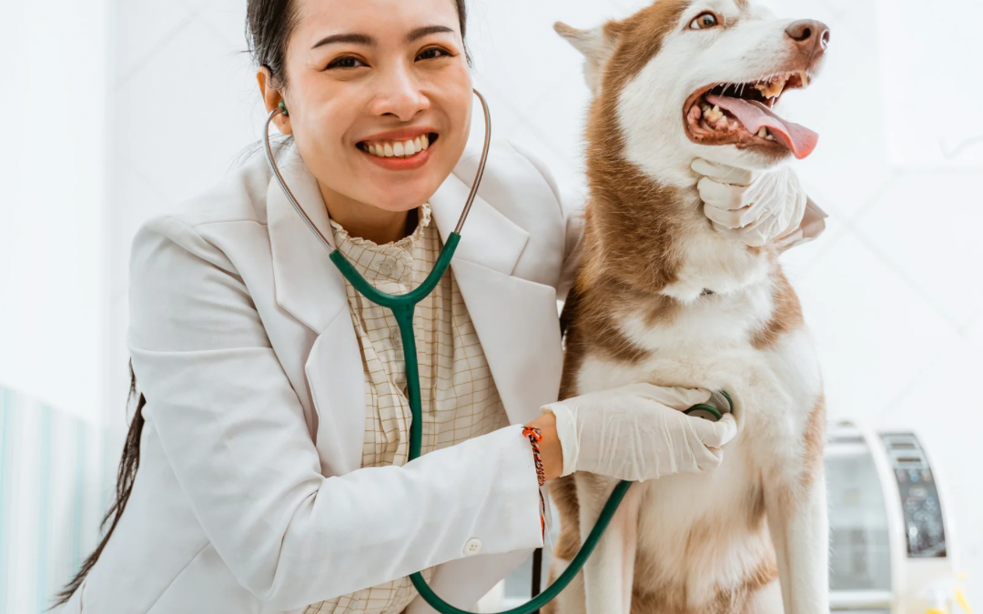 A smiling veterinarian uses a stethoscope to examine a happy brown and white dog sitting on an exam table in a bright veterinary clinic.