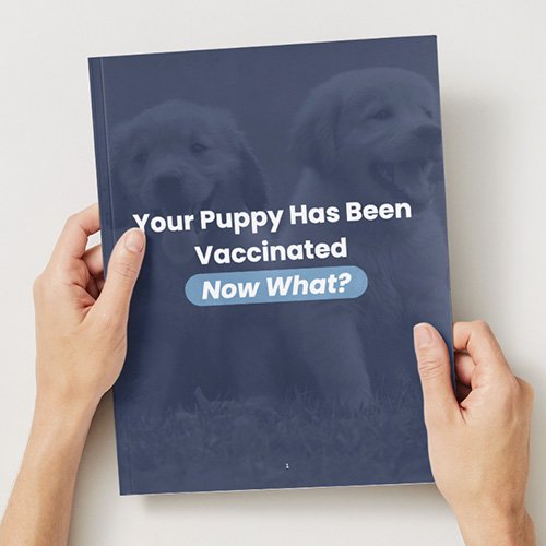 Your Puppy Has Been Vaccinated Now What Guide